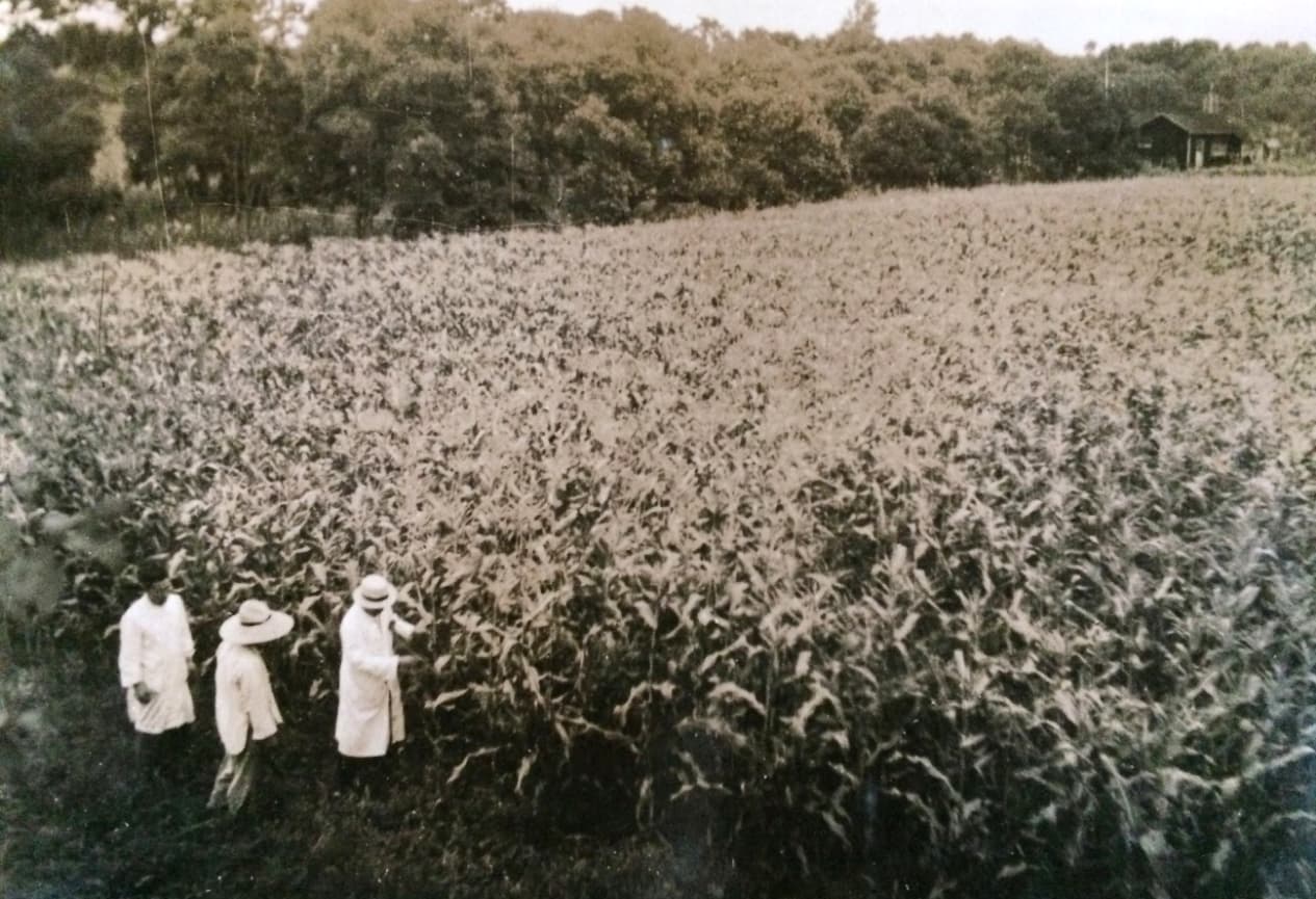 北海道でのスイートコーンの試験栽培弊社試験農場（弊社試験農場にて）