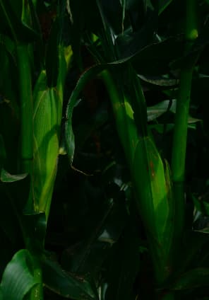 スイートコーン畑