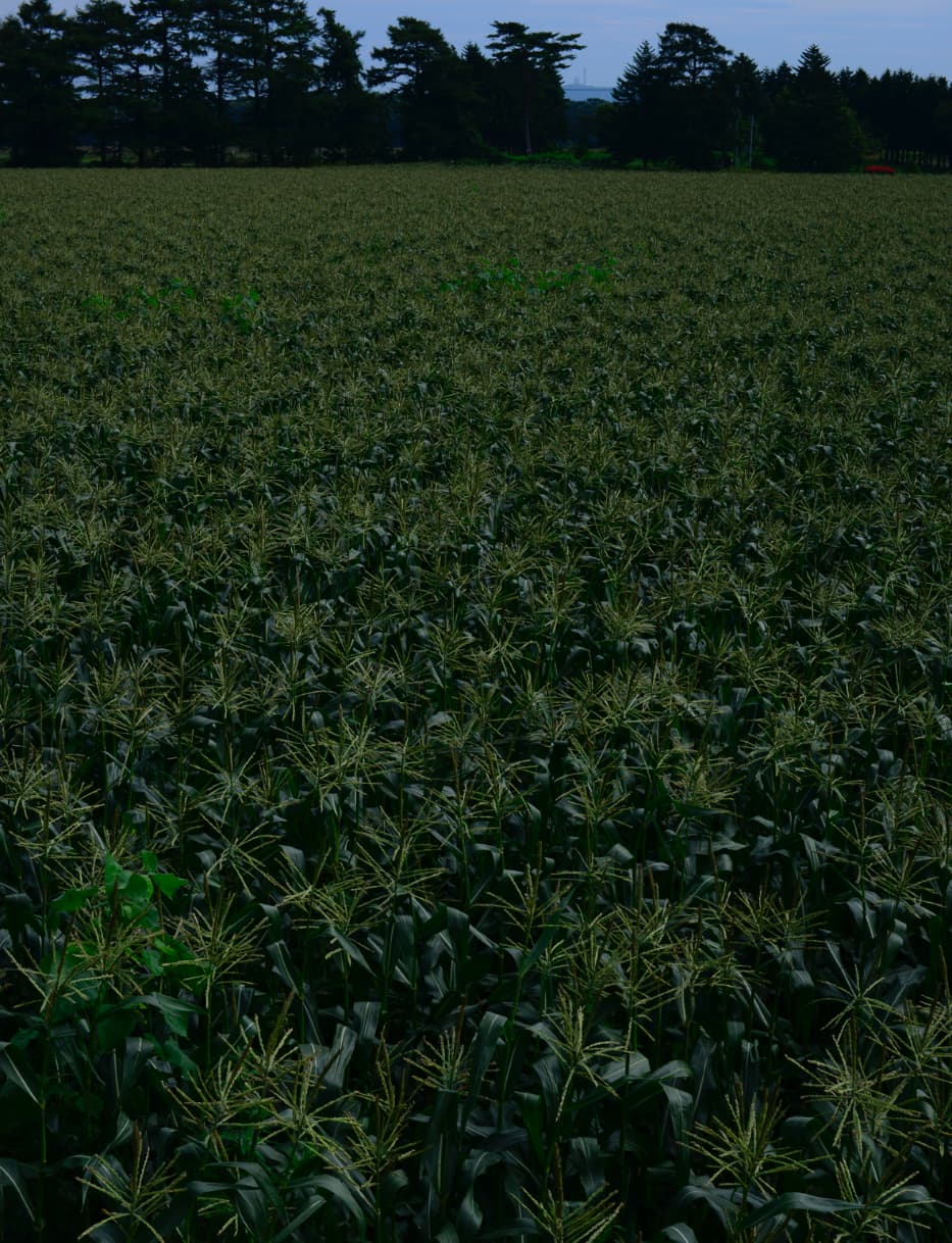 スイートコーンの契約農場